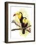 Toucans-Barbara Keith-Framed Giclee Print