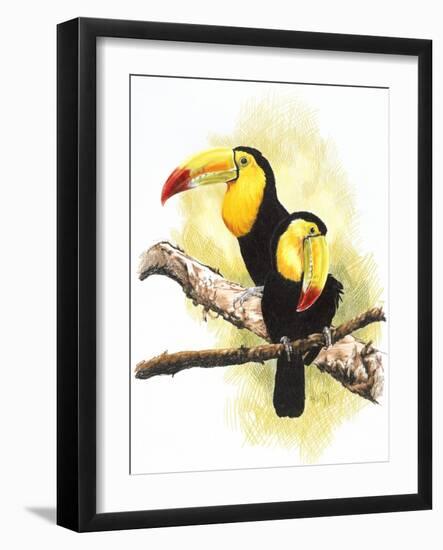 Toucans-Barbara Keith-Framed Giclee Print