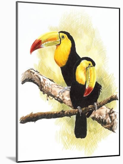 Toucans-Barbara Keith-Mounted Giclee Print