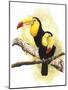 Toucans-Barbara Keith-Mounted Giclee Print