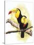 Toucans-Barbara Keith-Stretched Canvas