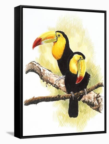 Toucans-Barbara Keith-Framed Stretched Canvas