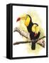 Toucans-Barbara Keith-Framed Stretched Canvas