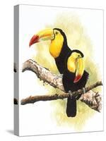 Toucans-Barbara Keith-Stretched Canvas