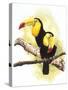 Toucans-Barbara Keith-Stretched Canvas