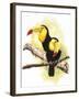 Toucans-Barbara Keith-Framed Giclee Print