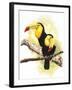 Toucans-Barbara Keith-Framed Giclee Print