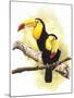 Toucans-Barbara Keith-Mounted Giclee Print