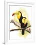 Toucans-Barbara Keith-Framed Giclee Print