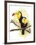 Toucans-Barbara Keith-Framed Giclee Print