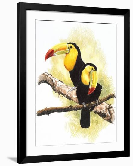 Toucans-Barbara Keith-Framed Giclee Print