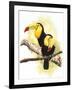 Toucans-Barbara Keith-Framed Giclee Print