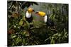 Toucans-Michael Jackson-Stretched Canvas