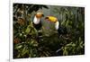 Toucans-Michael Jackson-Framed Giclee Print