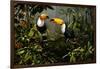 Toucans-Michael Jackson-Framed Giclee Print