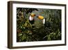 Toucans-Michael Jackson-Framed Giclee Print