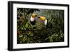 Toucans-Michael Jackson-Framed Giclee Print