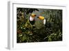 Toucans-Michael Jackson-Framed Giclee Print