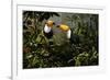 Toucans-Michael Jackson-Framed Giclee Print