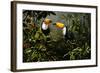 Toucans-Michael Jackson-Framed Giclee Print