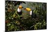 Toucans-Michael Jackson-Mounted Giclee Print