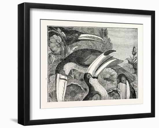 Toucans-null-Framed Giclee Print