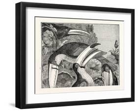 Toucans-null-Framed Giclee Print