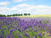 English Lavender Field 1-Toula Mavridou-Messer-Photographic Print