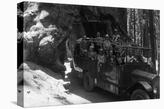 Tour Bus Under a Giant Redwood - Yosemite National Park, CA-Lantern Press-Stretched Canvas