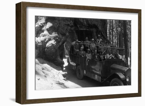 Tour Bus Under a Giant Redwood - Yosemite National Park, CA-Lantern Press-Framed Art Print