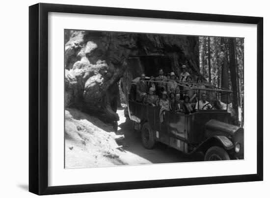 Tour Bus Under a Giant Redwood - Yosemite National Park, CA-Lantern Press-Framed Art Print