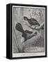 Touracos, or Plantain Eaters, New Birds in the Zoological Society's Gardens-Alexander Francis Lydon-Framed Stretched Canvas
