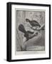 Touracos, or Plantain Eaters, New Birds in the Zoological Society's Gardens-Alexander Francis Lydon-Framed Giclee Print