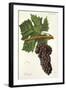 Touriga Grape-J. Troncy-Framed Giclee Print