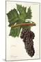 Touriga Grape-J. Troncy-Mounted Giclee Print