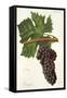 Touriga Grape-J. Troncy-Framed Stretched Canvas