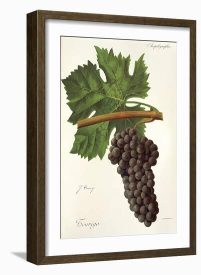 Touriga Grape-J. Troncy-Framed Giclee Print