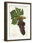 Touriga Grape-J. Troncy-Framed Giclee Print