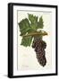 Touriga Grape-J. Troncy-Framed Giclee Print