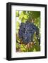 Touriga Nacional grape variety to make red wine. Alentejo, Portugal-Mauricio Abreu-Framed Photographic Print