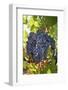 Touriga Nacional grape variety to make red wine. Alentejo, Portugal-Mauricio Abreu-Framed Photographic Print