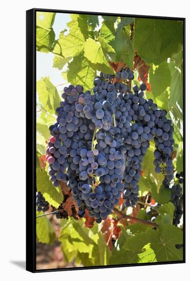 Touriga Nacional grape variety to make red wine. Alentejo, Portugal-Mauricio Abreu-Framed Stretched Canvas