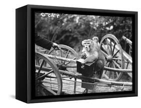 Touring Monkeys-null-Framed Stretched Canvas
