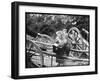 Touring Monkeys-null-Framed Photographic Print