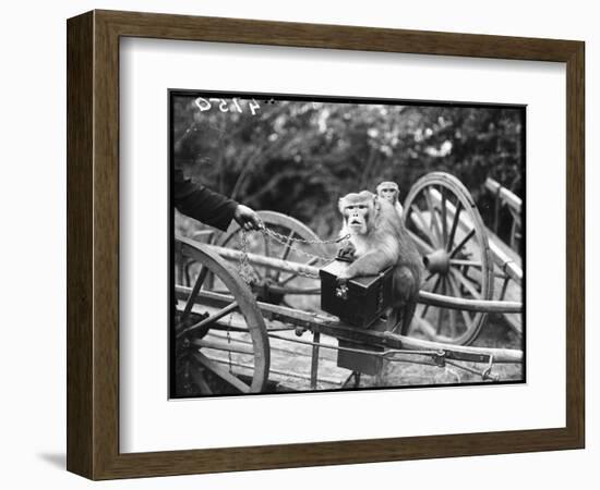 Touring Monkeys-null-Framed Photographic Print