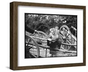 Touring Monkeys-null-Framed Photographic Print