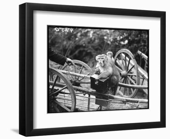 Touring Monkeys-null-Framed Photographic Print