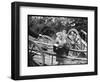 Touring Monkeys-null-Framed Photographic Print