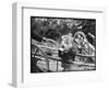 Touring Monkeys-null-Framed Photographic Print