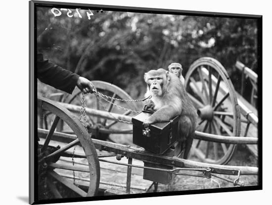 Touring Monkeys-null-Mounted Photographic Print